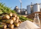 ISMA Backs Sugar-Ethanol Policy, Cautions Against Preference for Dedicated Ethanol Plants