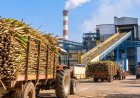 Sugar Crushing Season Begins on Schedule, 107 Mills Start Crushing Across India
