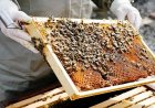Haryana Extends Horticulture Insurance Scheme to Beekeepers, Fixes Premium at Rs 50 per Colony and Box