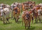 UP Approves State Livestock Mission, Offers Rs 40,000 Subsidy per Cow; State to Bear 85% of Insurance Premium