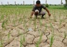Telangana Declares Drought in 365 Mandals Across 31 Districts