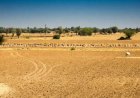 Rajasthan Declares 80 Tehsils in 14 Districts Drought-Hit, Suspends Farm Loan Recovery for Six Months