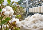 India Extends Cotton Import Duty Exemption Until December 31, Raising Concerns Over Farmers’ Interests