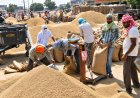 Basmati Paddy Prices Cross Rs 5,000 per Quintal, Export Demand Boosts Farmers’ Returns