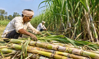 Uttar Pradesh Approves Four New Sugarcane Varieties, Offering Alternatives To Co.0238