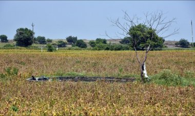 Maharashtra Drought: Centre Forms Team to Assess Damage in 265 Talukas
