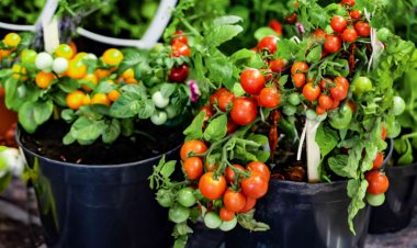UoH Researchers Decode Plant’s Phosphate Recycling Mechanism to Cut Fertiliser Use