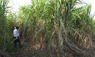 New Cane Variety Creates a Buzz Among UP Farmers, 2 Lakh Single Buds Booked in 5 Minutes