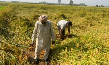 Post-Monsoon Rains and Storms Cause Heavy Damage to Kharif Crops, Affecting Paddy Harvesting