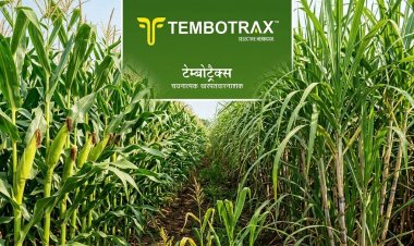 Dhanuka Agritech Launches Tembotrax Herbicide for Maize and Sugarcane