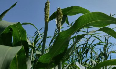 From Jowar to Smart Farming: Know How Google is Expanding AI in Agriculture
