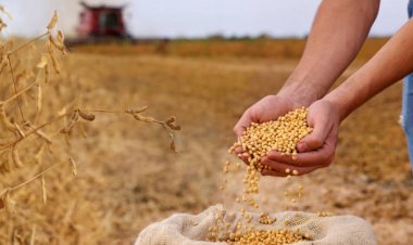 India’s Soyabean Output May Decline 2.11 pc to 107.93 Lakh Tonnes in Kharif 2026: SOPA