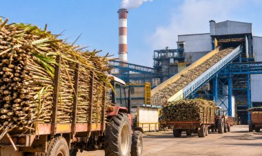 Sugar Crushing Season Begins on Schedule, 107 Mills Start Crushing Across India