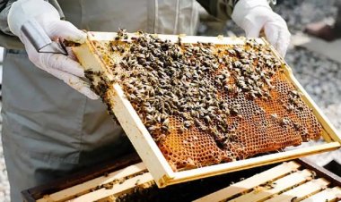 Haryana Extends Horticulture Insurance Scheme to Beekeepers, Fixes Fee at Rs 50 per Colony and Box