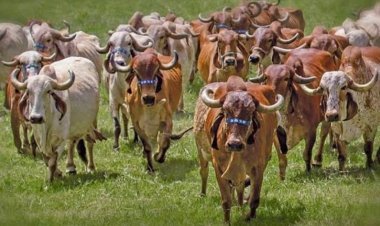 UP Approves State Livestock Mission, Offers Rs 40,000 Subsidy per Cow; State to Bear 85% of Insurance Premium