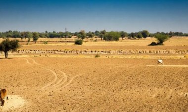 Rajasthan Declares 80 Tehsils in 14 Districts Drought-Hit, Suspends Farm Loan Recovery for Six Months