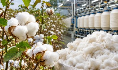 India Extends Cotton Import Duty Exemption Until December 31, Raising Concerns Over Farmers’ Interests