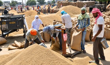 Basmati Paddy Prices Cross Rs 5,000 per Quintal, Export Demand Boosts Farmers’ Returns