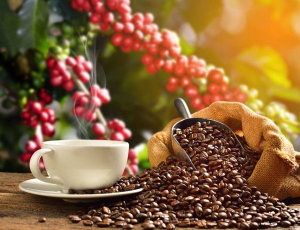Wingsure Launches COFFEA Platform to Turn Verified Farm Data into Intelligence for Coffee Sector