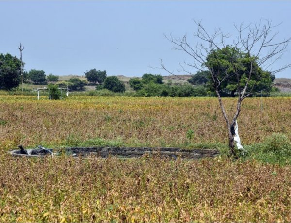 Maharashtra Drought: Centre Forms Team to Assess Damage in 265 Talukas
