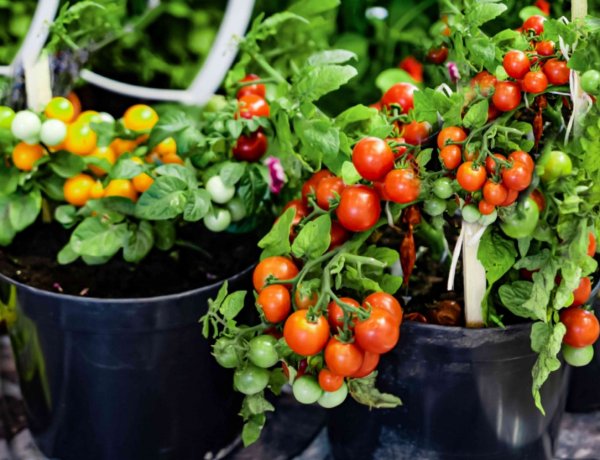 UoH Researchers Decode Plant’s Phosphate Recycling Mechanism to Cut Fertiliser Use