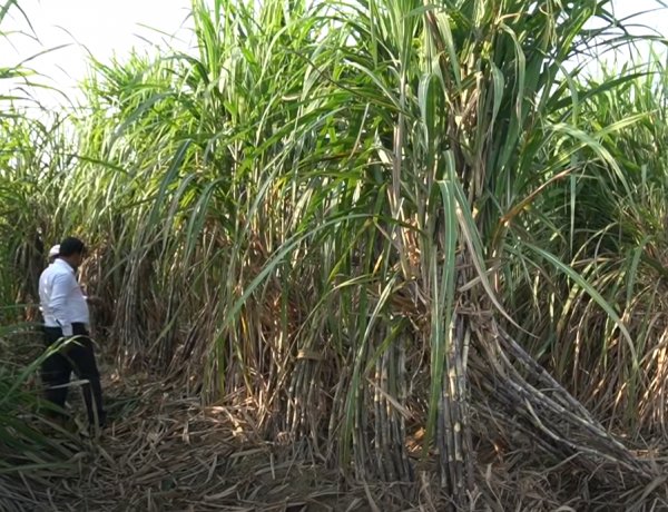 New Cane Variety Creates a Buzz Among UP Farmers, 2 Lakh Single Buds Booked in 5 Minutes
