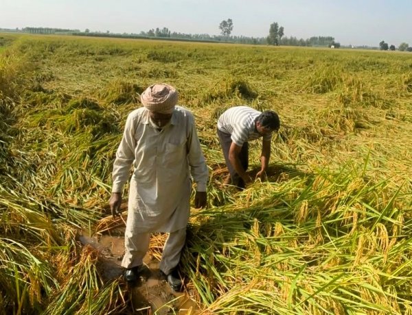 Post-Monsoon Rains and Storms Cause Heavy Damage to Kharif Crops, Affecting Paddy Harvesting