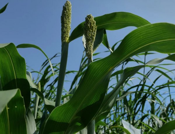 From Jowar to Smart Farming: Know How Google is Expanding AI in Agriculture