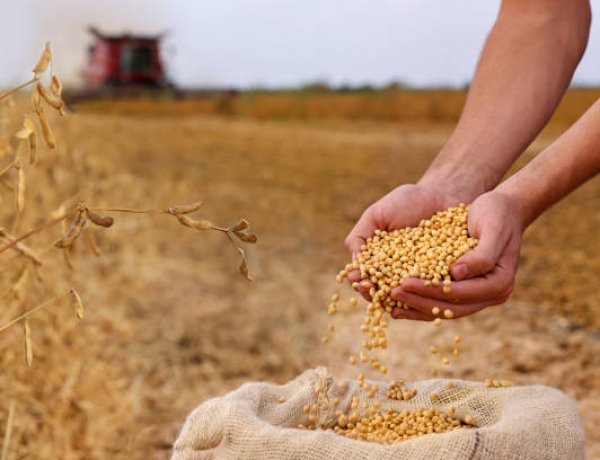 India’s Soyabean Output May Decline 2.11 pc to 107.93 Lakh Tonnes in Kharif 2026: SOPA