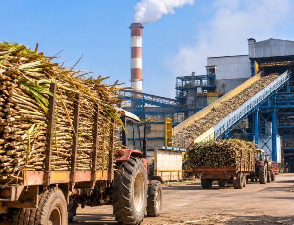 Sugar Crushing Season Begins on Schedule, 107 Mills Start Crushing Across India