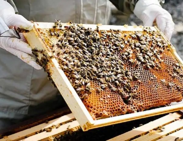 Haryana Extends Horticulture Insurance Scheme to Beekeepers, Fixes Premium at Rs 50 per Colony and Box