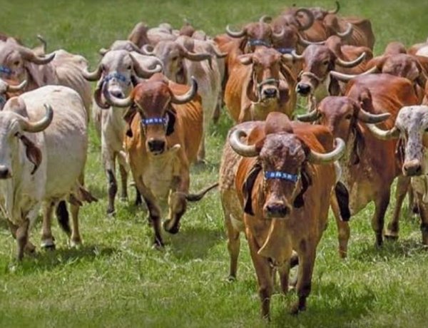 UP Approves State Livestock Mission, Offers Rs 40,000 Subsidy per Cow; State to Bear 85% of Insurance Premium
