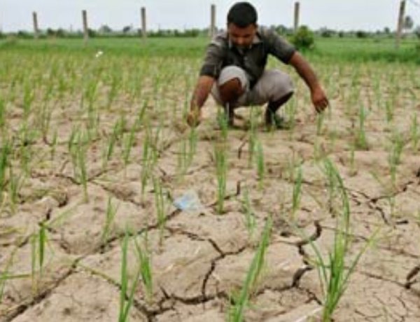 Telangana Declares Drought in 365 Mandals Across 31 Districts