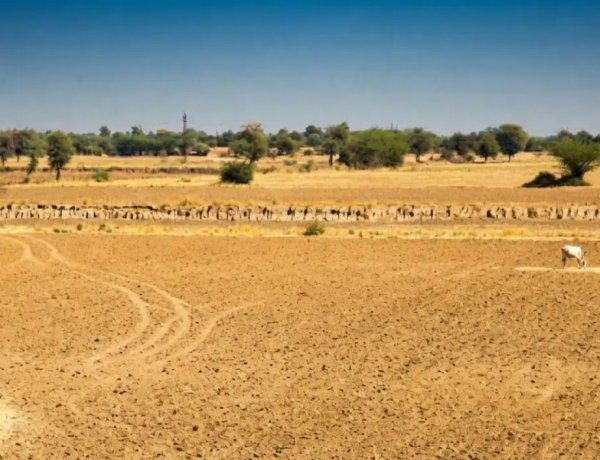 Rajasthan Declares 80 Tehsils in 14 Districts Drought-Hit, Suspends Farm Loan Recovery for Six Months