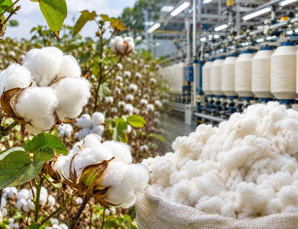 India Extends Cotton Import Duty Exemption Until December 31, Raising Concerns Over Farmers’ Interests