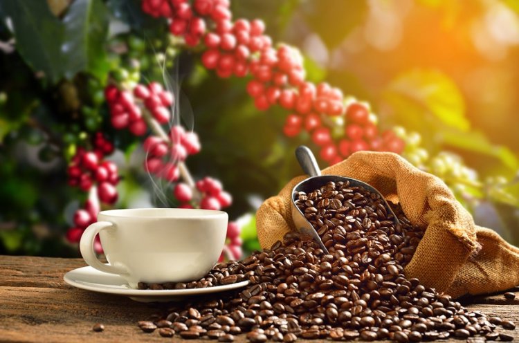 Wingsure Launches COFFEA Platform to Turn Verified Farm Data into Intelligence for Coffee Sector