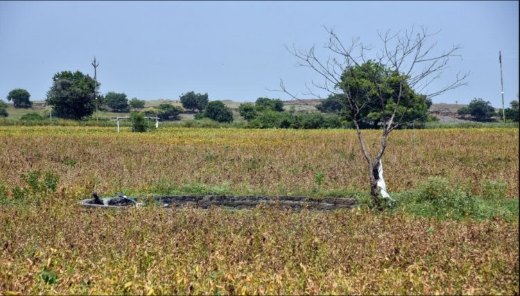 Maharashtra Drought: Centre Forms Team to Assess Damage in 265 Talukas