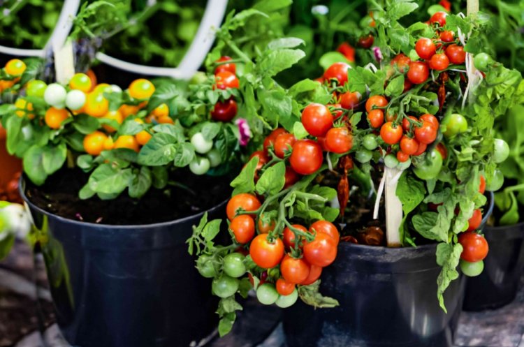 UoH Researchers Decode Plant’s Phosphate Recycling Mechanism to Cut Fertiliser Use