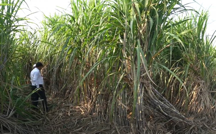New Cane Variety Creates a Buzz Among UP Farmers, 2 Lakh Single Buds Booked in 5 Minutes