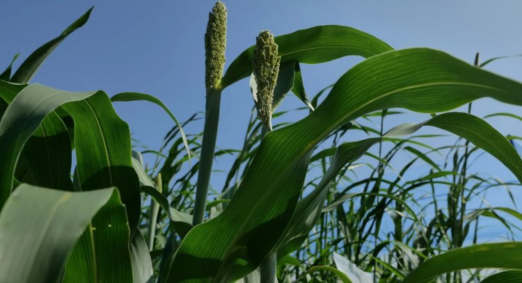 From Jowar to Smart Farming: Know How Google is Expanding AI in Agriculture