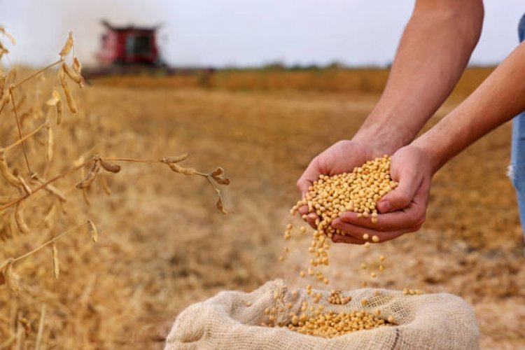 India’s Soyabean Output May Decline 2.11 pc to 107.93 Lakh Tonnes in Kharif 2026: SOPA