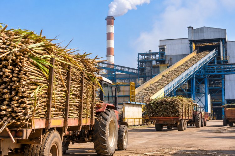 Sugar Crushing Season Begins on Schedule, 107 Mills Start Crushing Across India
