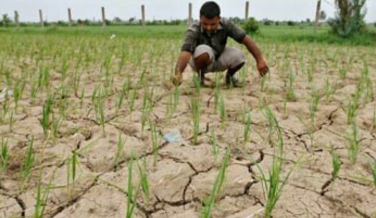Telangana Declares Drought in 365 Mandals Across 31 Districts