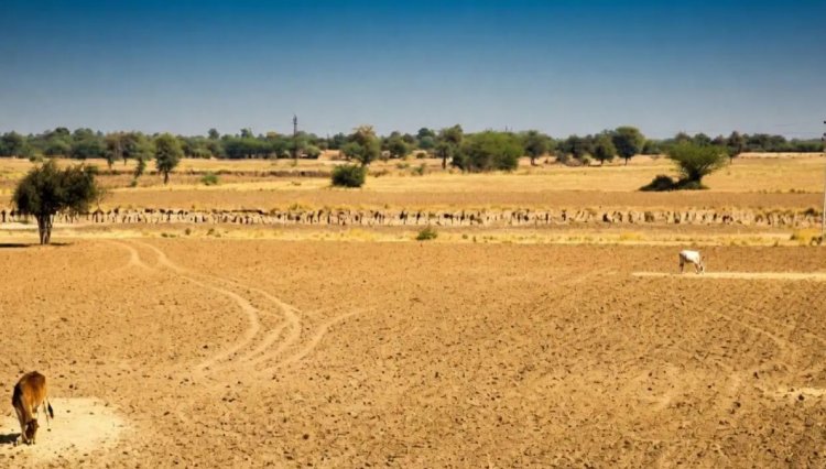 Rajasthan Declares 80 Tehsils in 14 Districts Drought-Hit, Suspends Farm Loan Recovery for Six Months