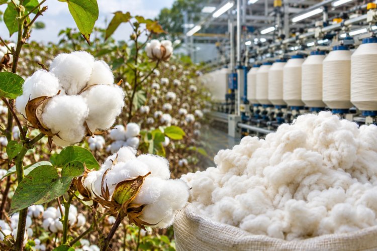 India Extends Cotton Import Duty Exemption Until December 31, Raising Concerns Over Farmers’ Interests